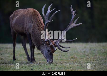 Bludov, Czech Republic. 13th Oct, 2021. Red deer (Cervus elaphus), pictured on October 13, 2021, at Bludovecek game reserve in Bludov, Sumperk district, Czech Republic. Credit: Ludek Perina/CTK Photo/Alamy Live News Stock Photo