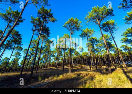 Forest of pines trees in the Landes department (south western France) Stock Photo