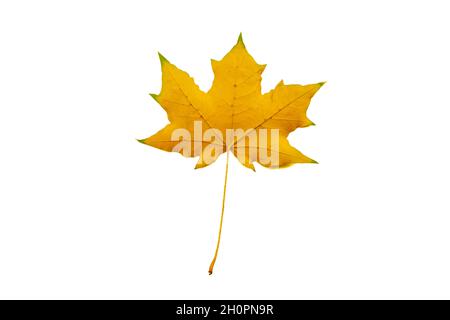 yellow maple autumn leaf b isolated on a white background Stock Photo