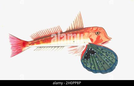 George Raper vintage fish illustration - Fish of Norfolk Island Stock ...