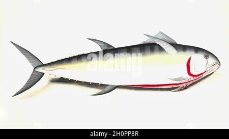 George Raper vintage fish illustration - Snapper - Norfolk Island Stock ...
