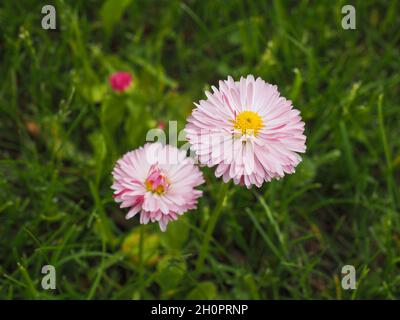 Wild English daisy flowers in meadow. Heads are composite with white-pink ray flowers with yellow disk. Bellis perennis of the Asteraceae family.