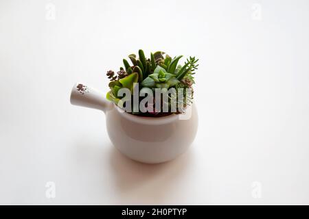 Small succulents garden in ceramic mug isolated on white background Stock Photo