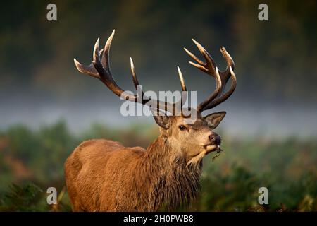 A red deer stag during rutting season in Bushy Park, Richmond, south west London, which is home to over 300 red and fallow deer. During the deer 'rut' in the autumn the Red stags and Fallow bucks compete by roaring, barking and clashing antlers in an attempt to fight off rivals and attract as many females as possible. Picture date: Thursday October 14, 2021.