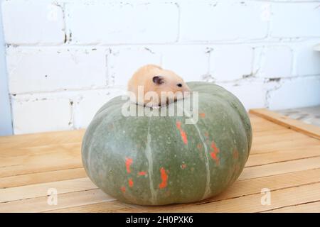 Syrian hamster on the pumpkin Stock Photo