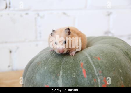 Syrian hamster on the pumpkin Stock Photo