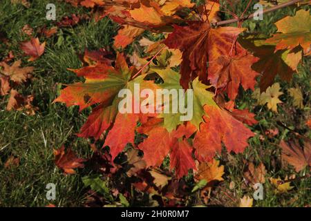 Close up of colourful maple leaves in the background of multicoloured leaves on the grass in autumn in Kaunas, Lithuania Stock Photo