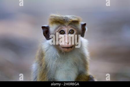 Portrait of baby monkey (Macaca Sinica protected specie) looking at camera in botanical garden of Sri Lanka Stock Photo