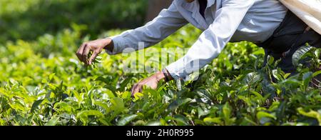 Close up of female hands picking fresh tea leaves on big plantation in Sri Lanka. Hard labor work in Asia Stock Photo