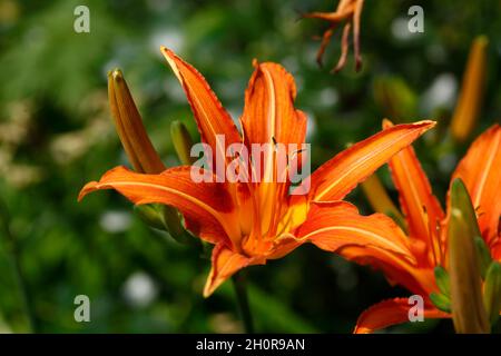 Fire lily (Lilium bulbiferum), Germany, Europe Stock Photo