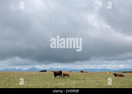 Landscape of the Cezallier Plateau in Anzat le Luguet (central southern France). Cattle with the Cantal mountain range in the background Stock Photo
