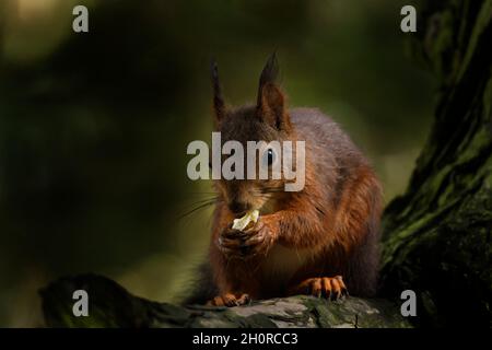 a squirrel perches on a branch and eats a nut Stock Photo