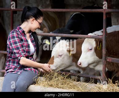 Young pretty girl feeding heifers in front of barn on the farm Stock Photo