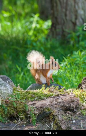 Red Squirrel (Sciurus vulgaris) sat on rock and feeding on seeds, Perthshire Scotland UK. June 2021. Stock Photo