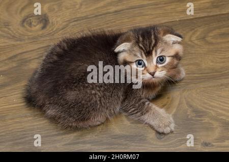 Small Scottish fold-eared kitten is sitting on a wooden floor Stock Photo