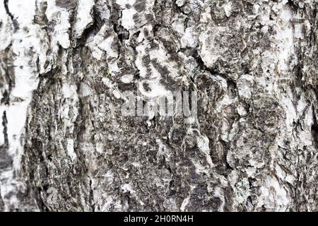 Wood texture tree. Wooden background. Tree bark Stock Photo