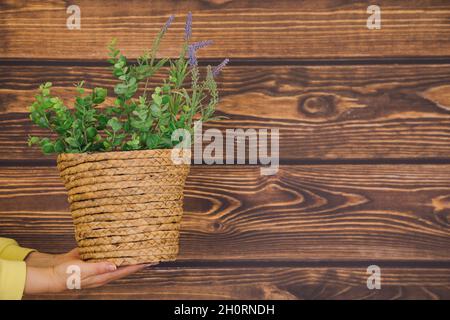 Human hands of unrecognizable woman in yellow sweater hold wicker pot with lavender on wooden background. Copy space. Stock Photo