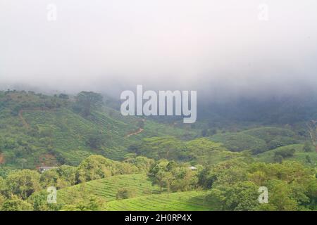 tea plantation on the hilltop of Vagamon in south India during the winter season Stock Photo