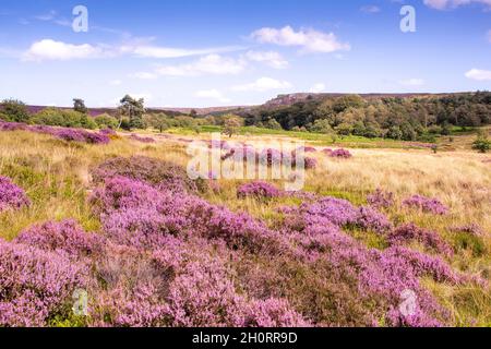 Derbyshire UK – 20 Aug 2020: The Peak District landscape is sublime in August when flowering heathers turn the countryside pink, Longshaw Estate Stock Photo
