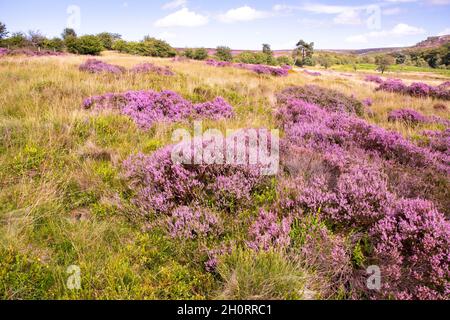 Derbyshire UK – 20 Aug 2020: The Peak District landscape is sublime in August when flowering heathers turn the countryside pink, Longshaw Estate Stock Photo