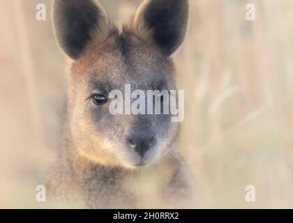 Portrait of a wild swamp wallaby (Wallabia bicolor), Melbourne, Australia Stock Photo