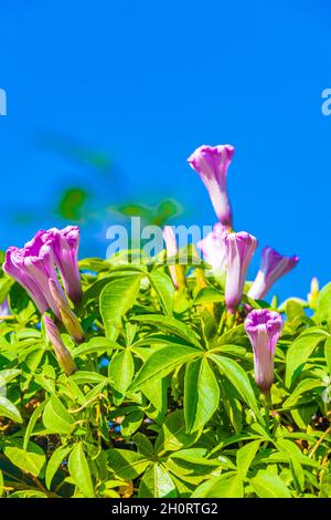 Pink violet purple Mexican Morning Glory Glories Ipomoea spp flower on fence with green leaves in Playa del Carmen Mexico. Stock Photo