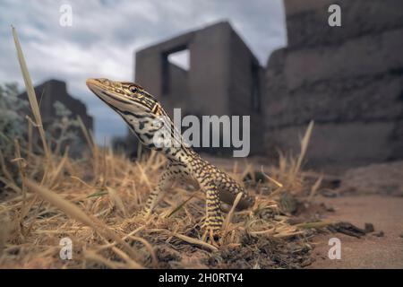 Wild sand goanna (Varanus gouldii) standing in front of an abandoned, Australia Stock Photo