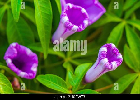 Pink violet purple Mexican Morning Glory Glories Ipomoea spp flower on fence with green leaves in Playa del Carmen Mexico. Stock Photo