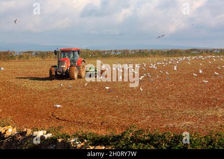 The farmer raking over the field breaking up the stubble ready for the next crop with seagulls eager to forage all the wildlife being unearthed. Stock Photo