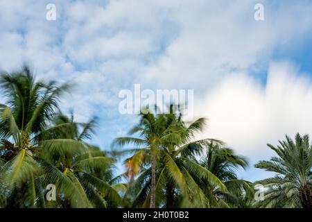 Long exposure palm trees on cloudy sky Miami FL Stock Photo