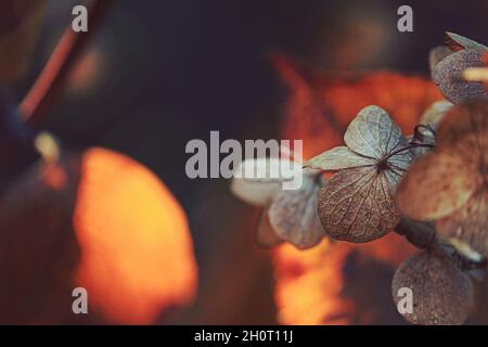 Dry brown hydrangea flowers close-up outdoors in orange sunlight. Dry golden hydrangea petals and hydrangea leaves in the autumn garden. Stock Photo