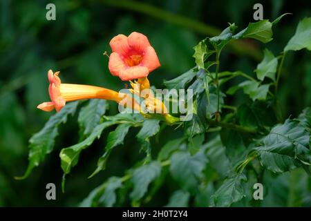 Trumpet Vine, Trumpet Creeper, campsis radicans. Orange flowers in mid-summer Stock Photo