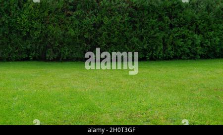Green lawn and hedge for background. Texture for design with copy space for text or image. Wide autumn garden template. Selective focus Stock Photo