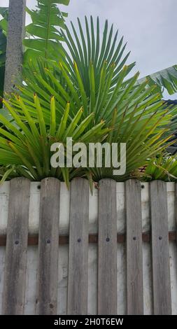 Bananas on banana palm tree Stock Photo