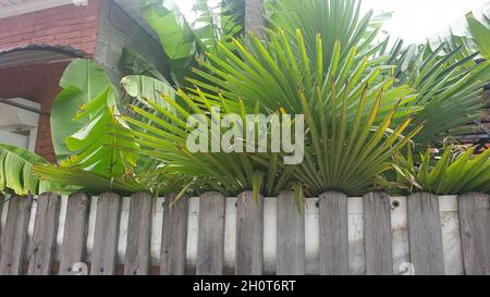 Bananas on banana palm tree Stock Photo