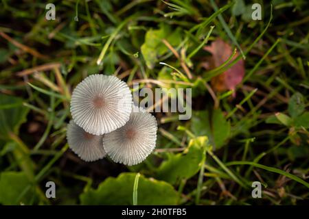 A close up macro photograph looking straight down on a group or cluster of mushrooms growing in the middle of patch of green grass with dark vignette Stock Photo