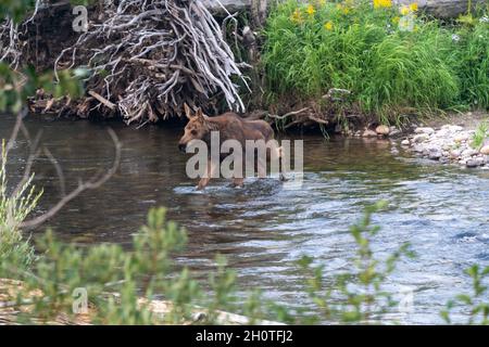 Baby calf moose walks through water in Grand Teton National Park Stock Photo