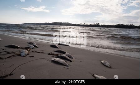 Dead fish from a Red Tide event on the Gulf Coast Stock Photo