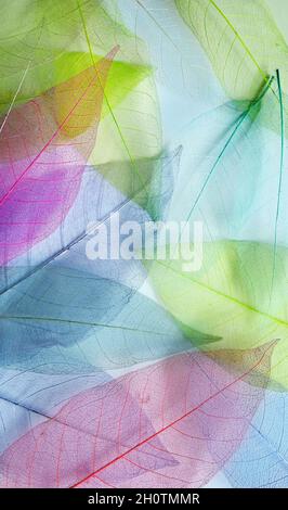 Macro leaves background texture blue, green, pink color. Transparent skeleton leaves. Colorful pastel abstract image of nature. Stock Photo
