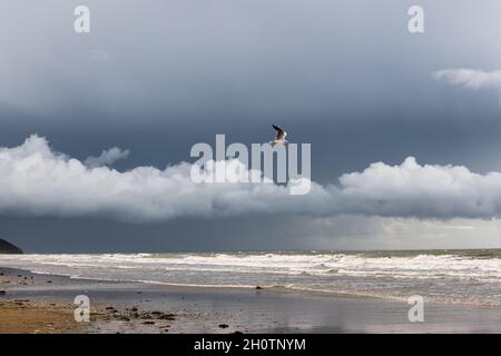 seagull flying over a cloud band at ocean waves Stock Photo