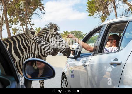 RAMAT GAN, ISRAEL - SEPTEMBER 25, 2017: Unidentified people communicate with zebras without leaving their cars at the Safari Zoological Center. Stock Photo