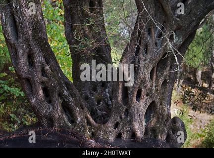 Thick old olive three with three stems in an orchard on Corfu, Greece Stock Photo