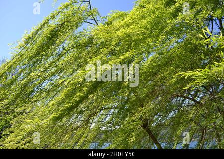 Close-up view of the weeping willow canopy illuminated by the sun and bent by the strong wind on the blue sky. Stock Photo