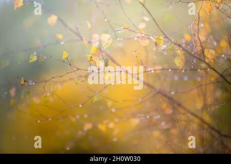 Rain drops and golden birch leaves on a rainy day in Autumn Stock Photo