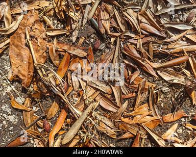 Several types of dry leaves seen from above Stock Photo