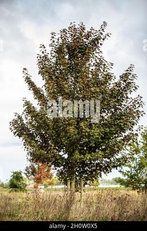 Solitary Red Maple, Acer pseudoplatanus 'Atropurpureum', against blue sky background with veil clouds Stock Photo