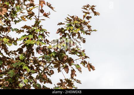 Close up of branches and leaves of the Red Maple, Acer pseudoplatanus 'Atropurpureum', against bright neutral background Stock Photo