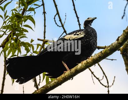 A Blue-throated Piping-Guan (Pipile cumanensis) standing on a tree. Cuzco, Peru, South America. Stock Photo