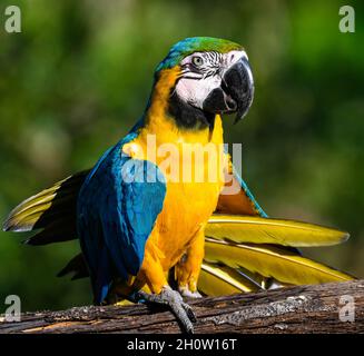 A colorful Blue-and-yellow Macaw (Ara ararauna). Cuzco, Peru, South America. Stock Photo