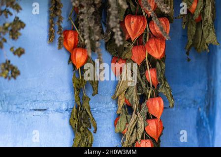 Drying herbs in an old wooden house. Dry plants hanging on the wall. Stock Photo